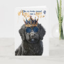 Search for labradoodle birthday cards Doodles