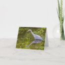 Recherche de héron vœux cartes Photographie