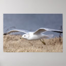 Search for gull posters Birds