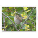 Recherche de roitelet cartes postales Nature