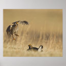 Search for loup posters Calamus