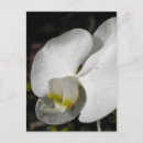 Search for white orchid postcards Orchids