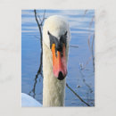 Search for mute postcards Swan