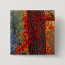 Recherche de vignes bouclées badges Automne