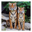 Recherche de rayures tigre posters Carnivore