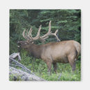 Search for bugle magnets Elk