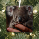 Search for cute koala bears ornaments For kids