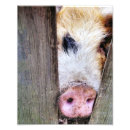 Recherche de photo humoristique posters Mignon