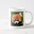 Recherche de panda roux Chine