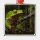 Search for amphibian ornaments South america