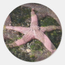 Recherche de poisson rouge autocollants Animaux