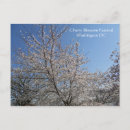 Search for cherry blossom postcards Washington dc