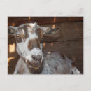 Recherche de chèvres mignonnes cartes postales Brun