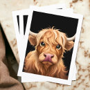 Search for highland cattle postcards Bovine