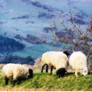 Search for two sheep mugs Ewes
