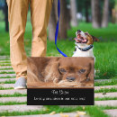 Search for ruby cavalier king charles spaniel Animal