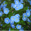 Recherche de horticulture bureau fournitures Floral