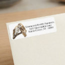 Search for barn owl Bird