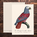 Search for erithacus Bird