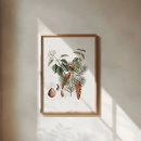Search for pine cone posters Botanical