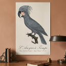 Search for black cockatoo posters Probosciger aterrimus