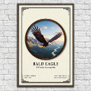 Search for soaring bird posters Eagle