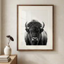 Search for white buffalo posters Bison