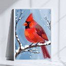 Recherche de cardinal masculin Aquarelle