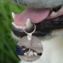 Search for predator keychains Feline