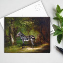 Search for black and white zebra postcards South africa