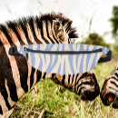Recherche de zebre sacs Pour tous