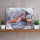 Search for sea turtle canvas prints Hawaii
