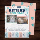 Search for adoptive flyers Cats