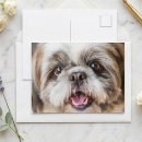 Recherche de tzus de shih cartes postales Mignon