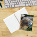 Recherche de buse Buteo