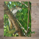 Search for wildlife photography puzzles Squirrel