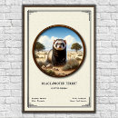 Recherche de furet posters Mammifère