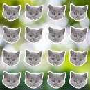 Search for big cats stickers For pets