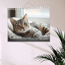 Recherche de chatons photographie Animal de compagnie