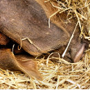Search for pig bath mats Farm animals