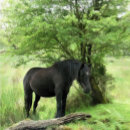 Search for equestrian knobs and pulls Horses