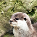 Search for otter ornaments Wild