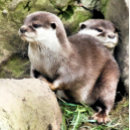 Search for mustelid mugs Otter