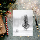 Recherche de bouleau blanc cartes postales Paysage