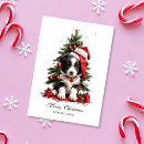 Search for border collie christmas cards Xmas