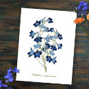 Recherche de delphinium cartes postales Botanique