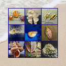 Recherche de seashell posters Coquillages