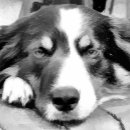 Recherche de colley ornements Collie bore