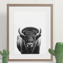 Search for white buffalo posters Bison