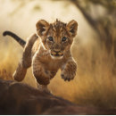Search for leap Wildlife